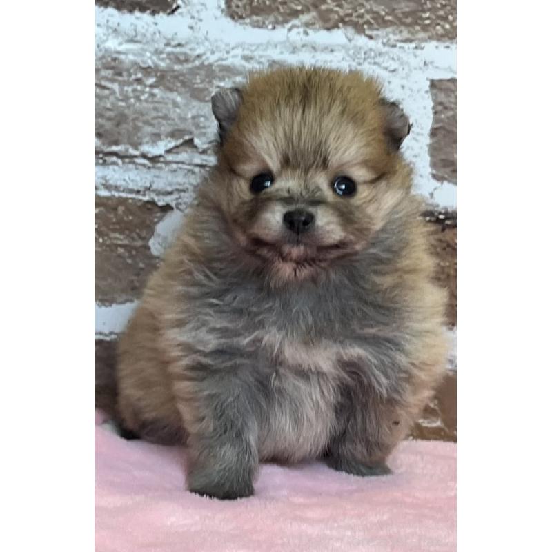 販売中の鹿児島県のポメラニアン-451235の4枚目