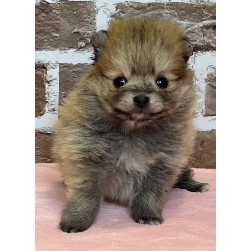 販売中の鹿児島県のポメラニアン-451235の3枚目
