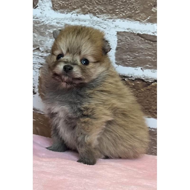 販売中の鹿児島県のポメラニアン-451235の2枚目