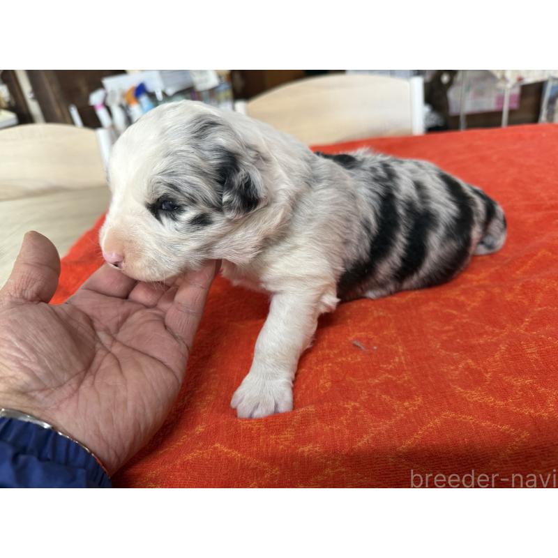 販売中の長野県のボーダーコリー-451238の8枚目