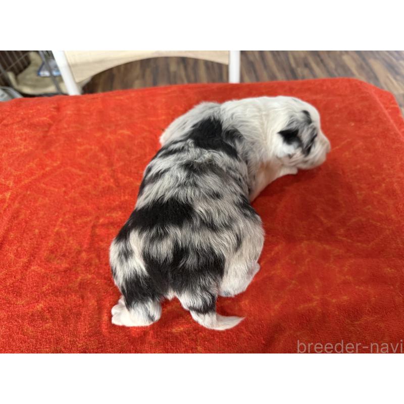 販売中の長野県のボーダーコリー-451238の5枚目