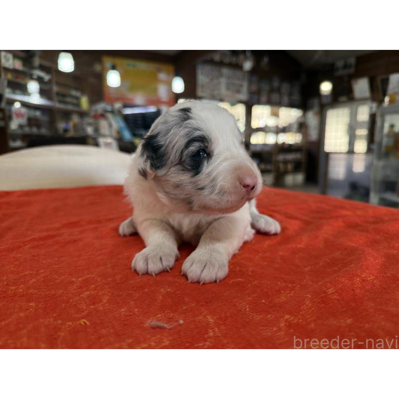 販売中の長野県のボーダーコリー-451238の4枚目