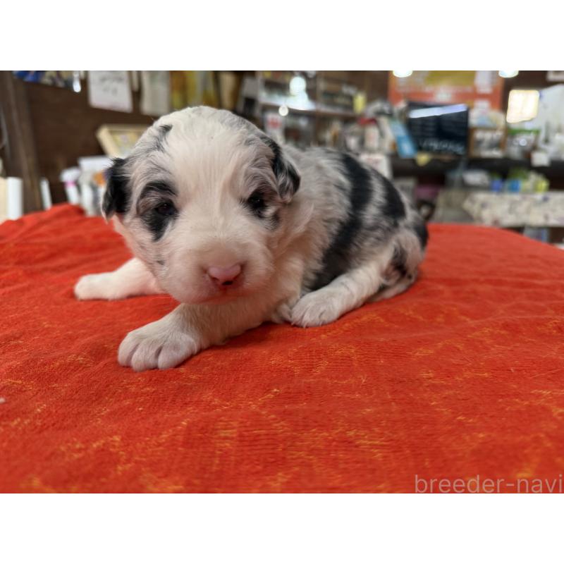 販売中の長野県のボーダーコリー-451238の3枚目