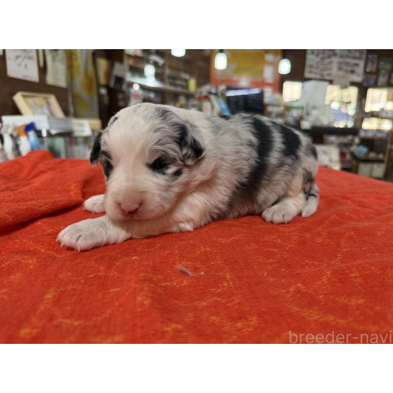 販売中の長野県のボーダーコリー-451238の2枚目