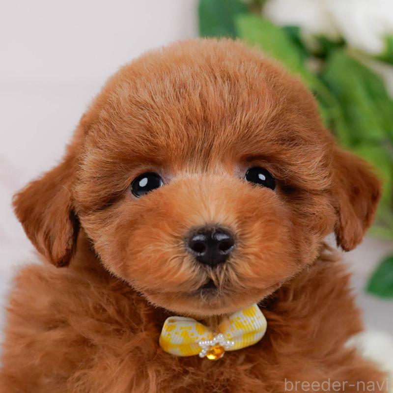 販売中の神奈川県のトイプードル-451239の1枚目