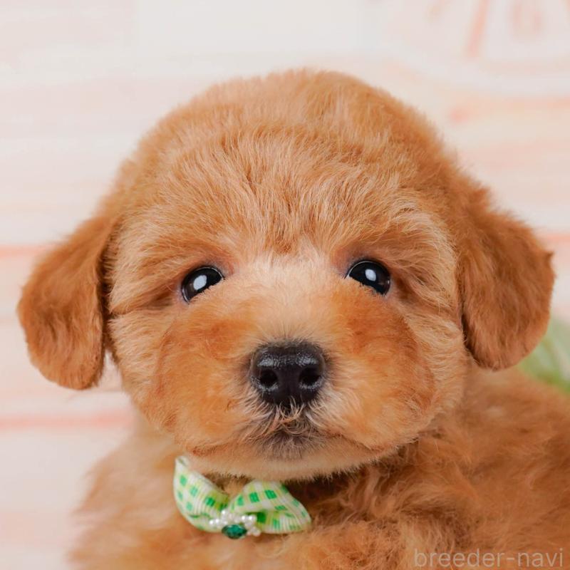 販売中の神奈川県のトイプードル-451240の1枚目