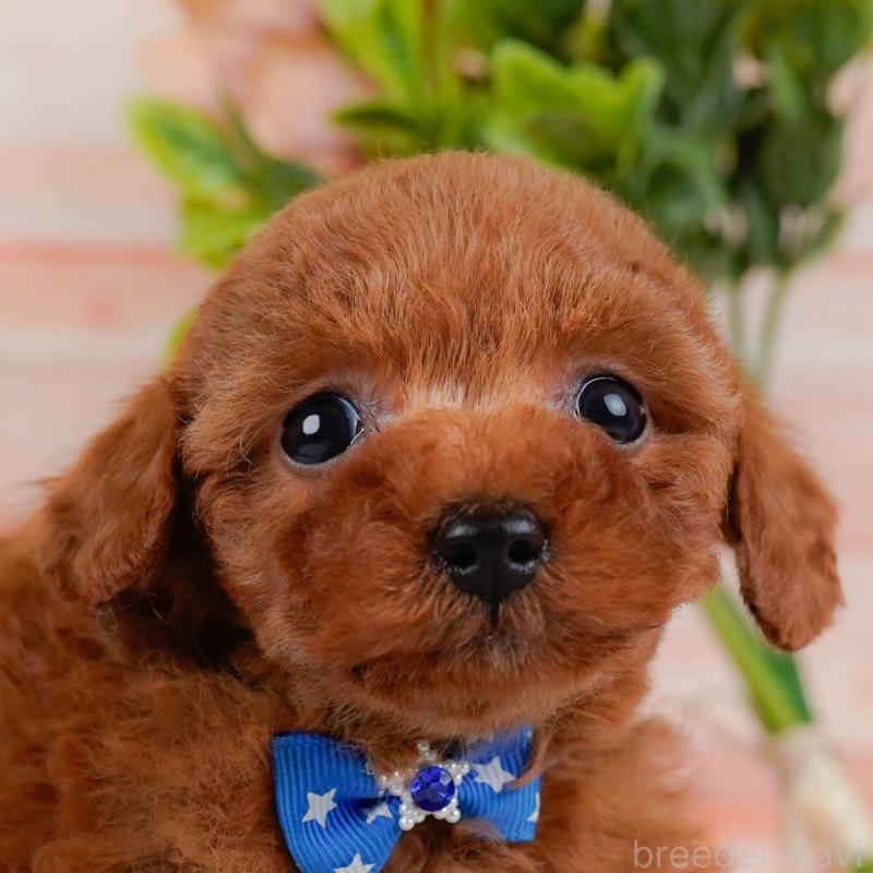 販売中の神奈川県のタイニープードル-451246