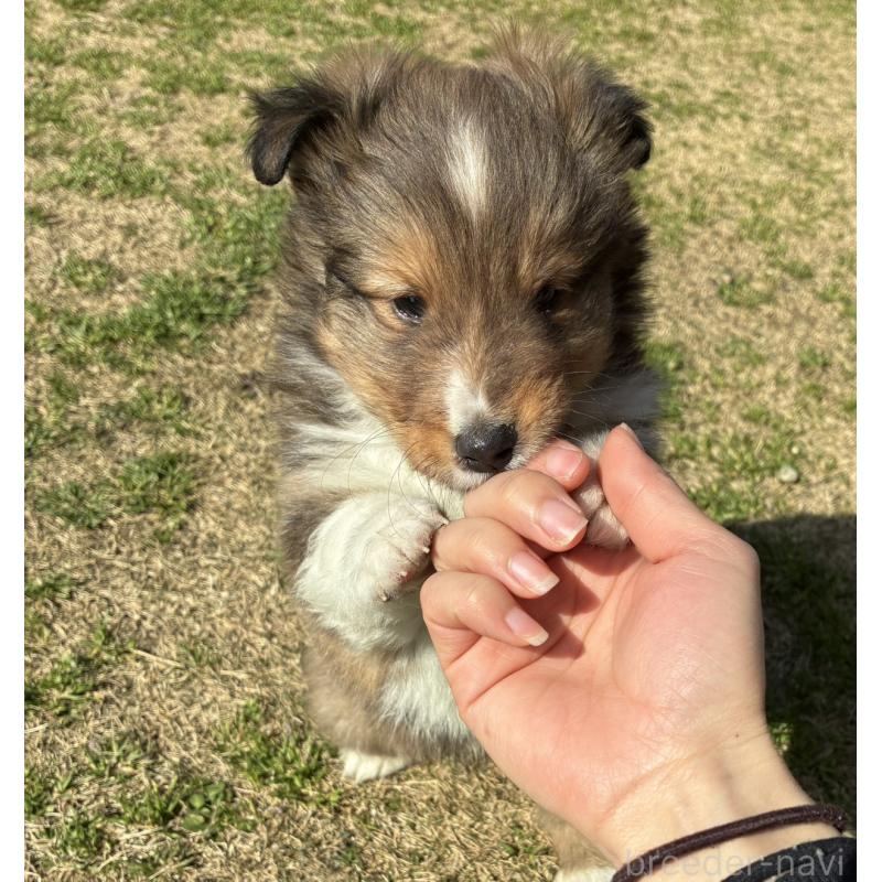 販売中の香川県のシェットランドシープドッグ(シェルティ)-451245の5枚目