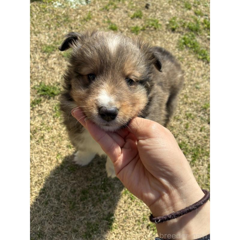 販売中の香川県のシェットランドシープドッグ(シェルティ)-451245の4枚目