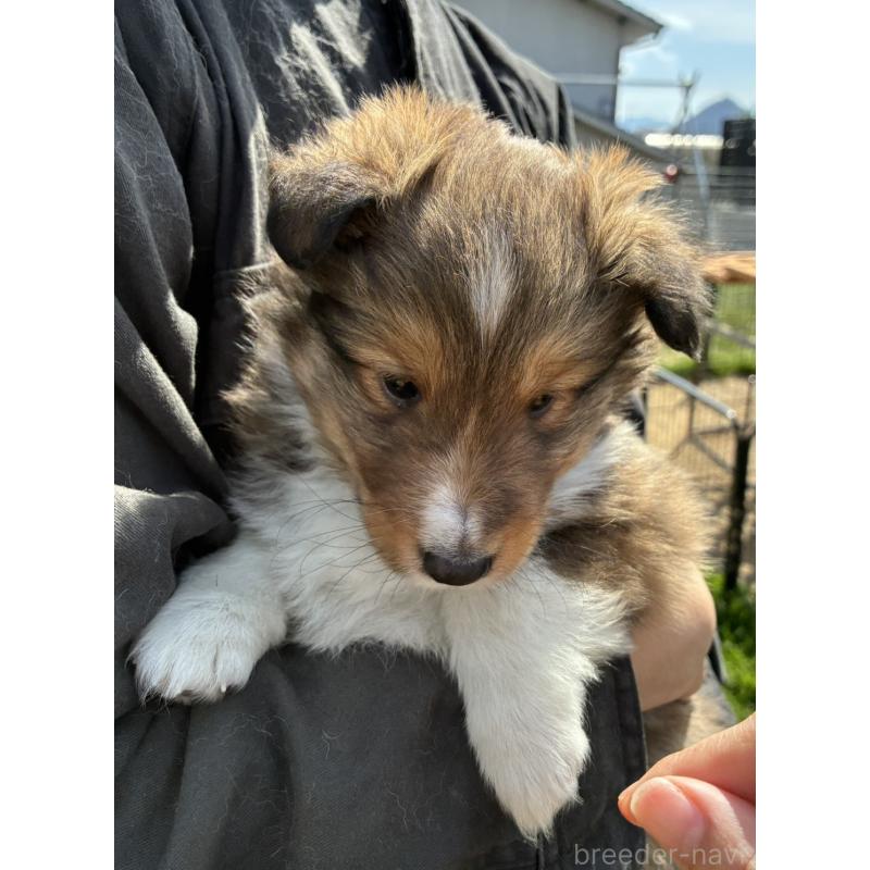 販売中の香川県のシェットランドシープドッグ(シェルティ)-451245の3枚目