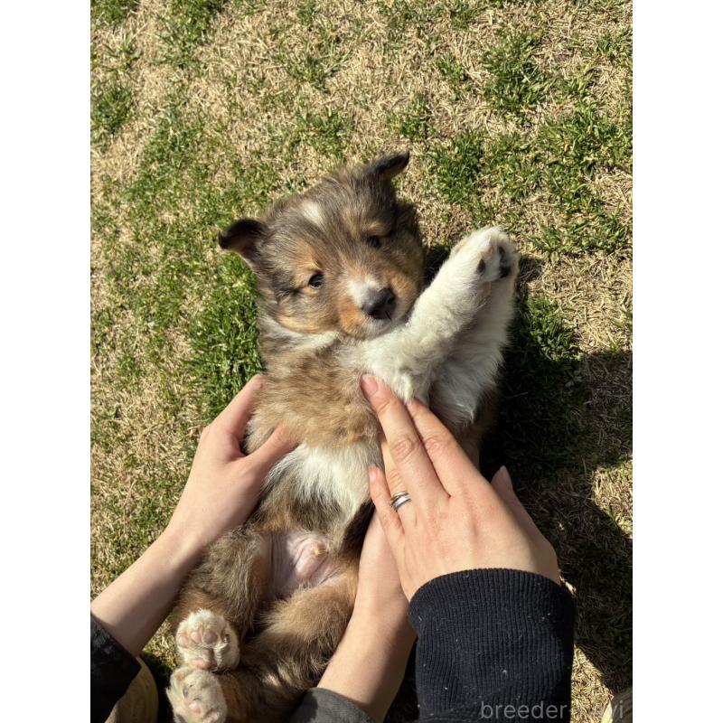 販売中の香川県のシェットランドシープドッグ(シェルティ)-451245の2枚目