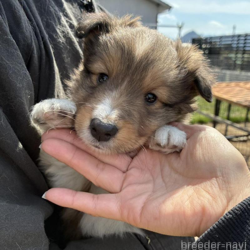 販売中の香川県のシェットランドシープドッグ(シェルティ)-451245の1枚目