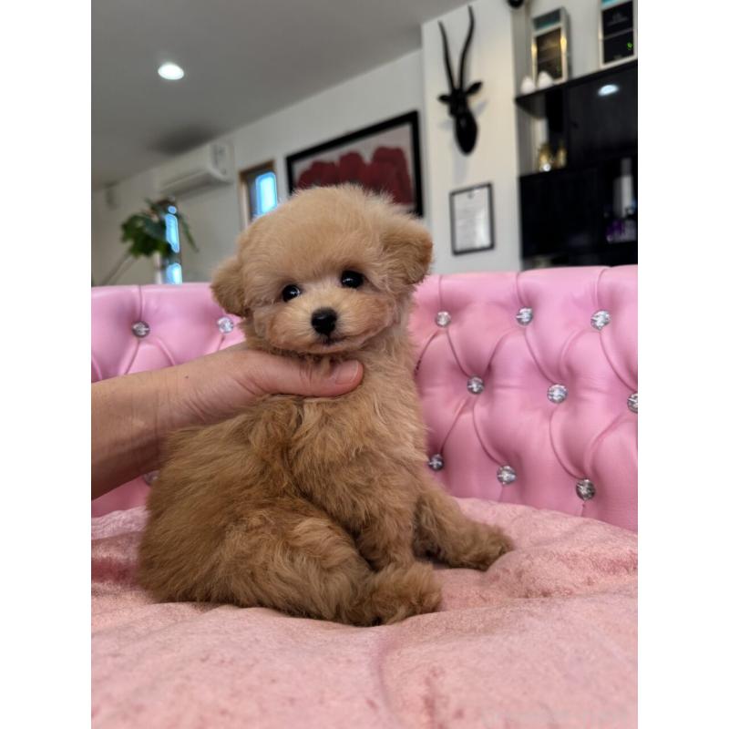 販売中の茨城県のタイニープードル-451244の15枚目