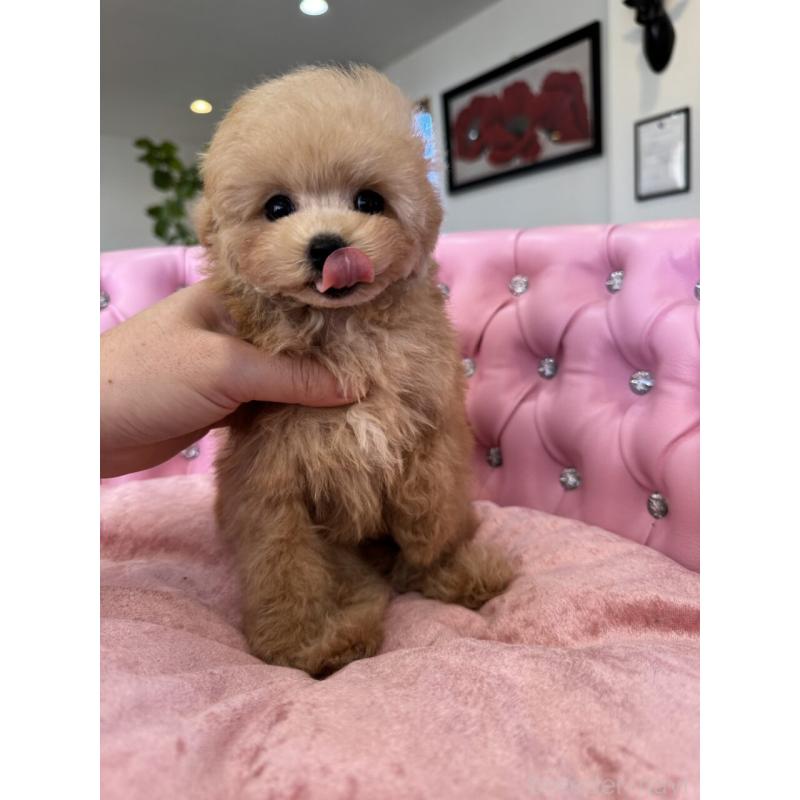 販売中の茨城県のタイニープードル-451244の14枚目