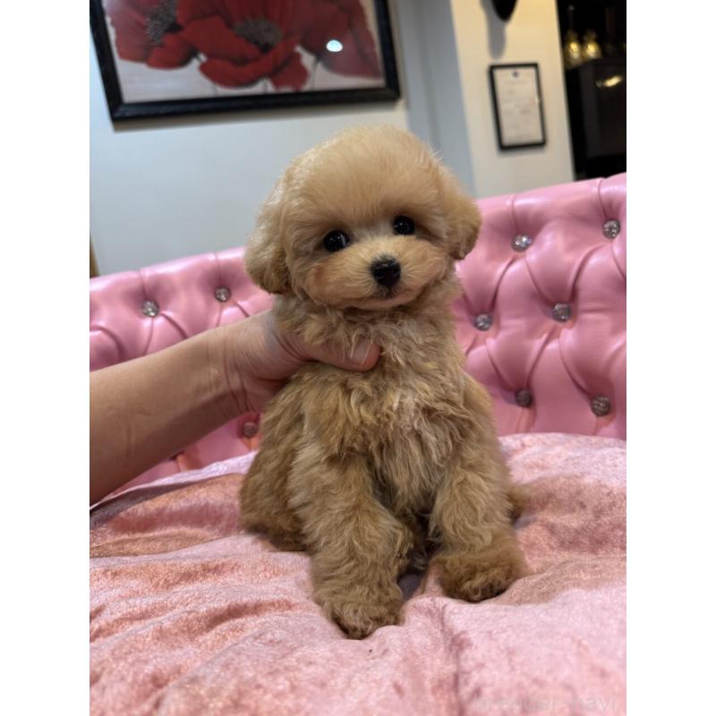 販売中の茨城県のタイニープードル-451244の12枚目