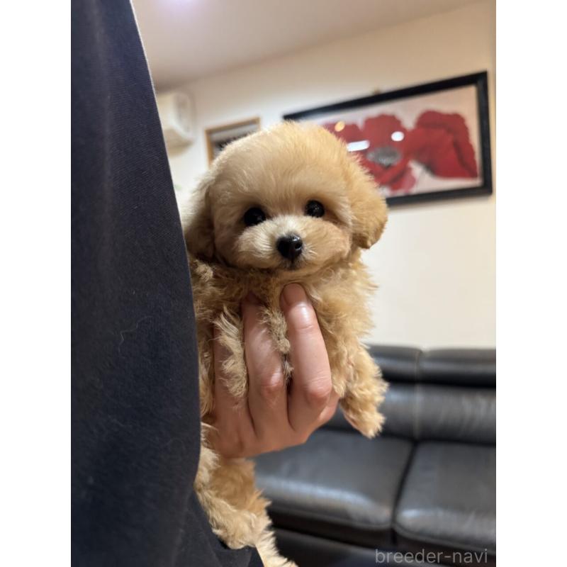 販売中の茨城県のタイニープードル-451244の11枚目