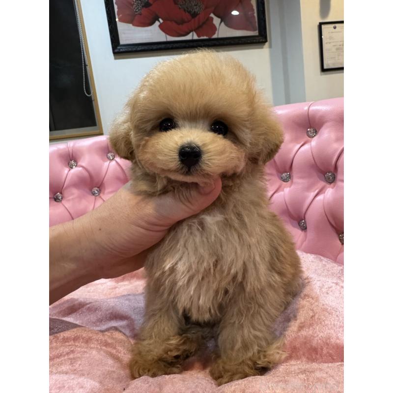 販売中の茨城県のタイニープードル-451244の10枚目