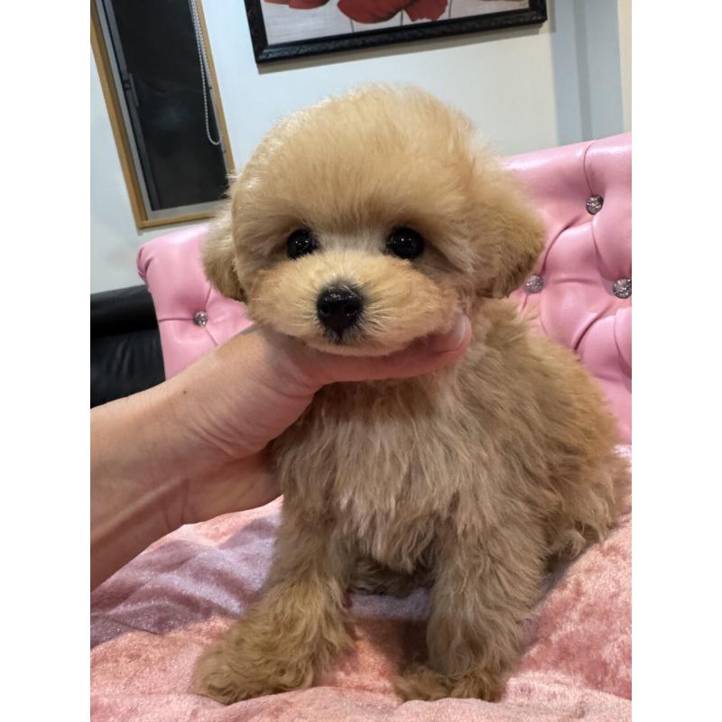 販売中の茨城県のタイニープードル-451244の9枚目