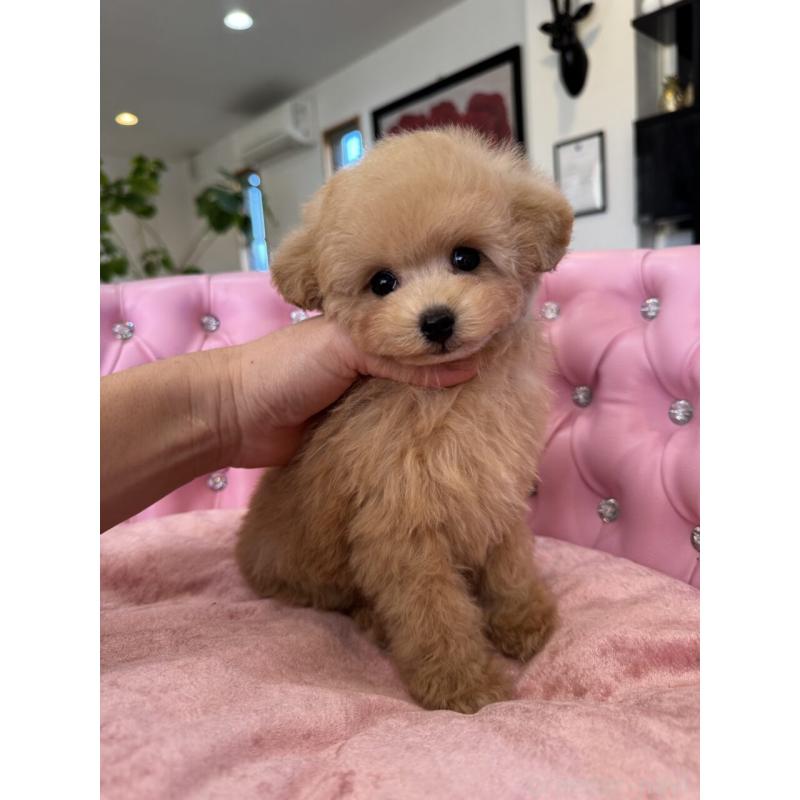 販売中の茨城県のタイニープードル-451244の8枚目