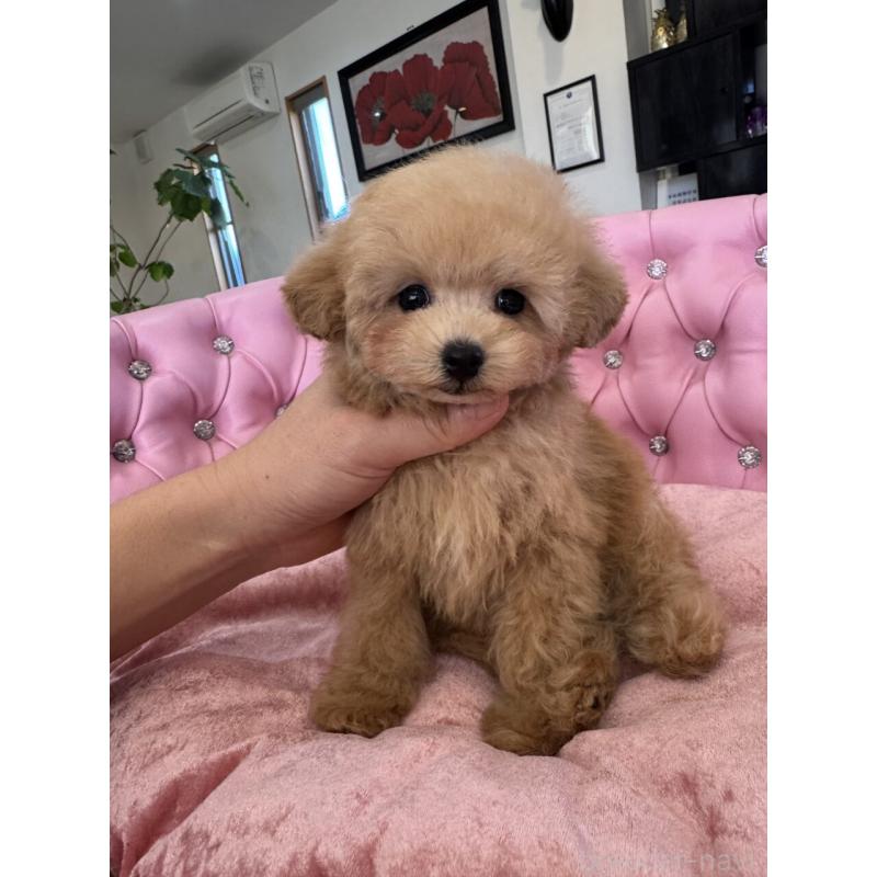 販売中の茨城県のタイニープードル-451244の7枚目