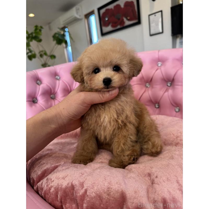 販売中の茨城県のタイニープードル-451244の6枚目