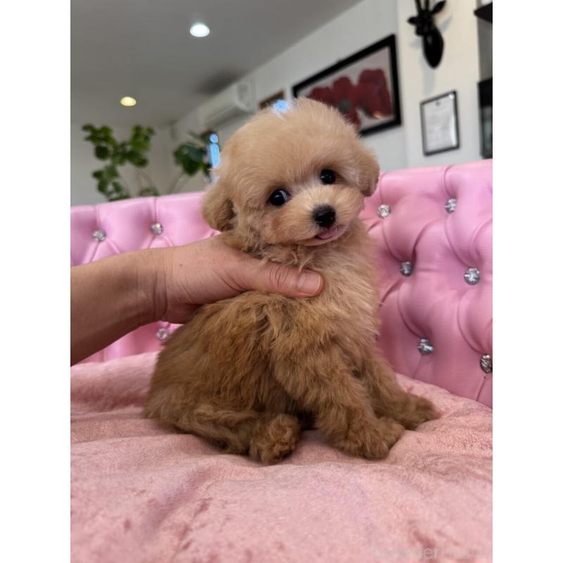 販売中の茨城県のタイニープードル-451244の5枚目