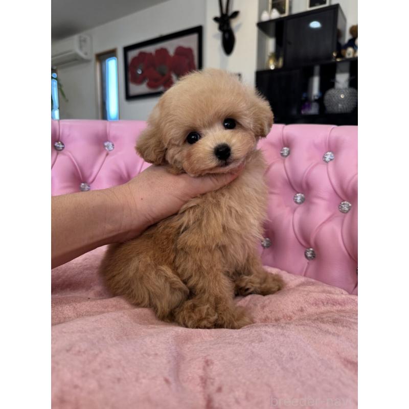 販売中の茨城県のタイニープードル-451244の4枚目