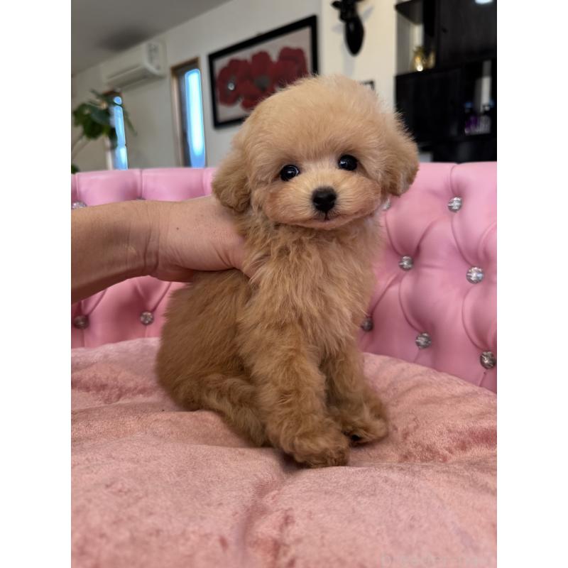 販売中の茨城県のタイニープードル-451244の3枚目