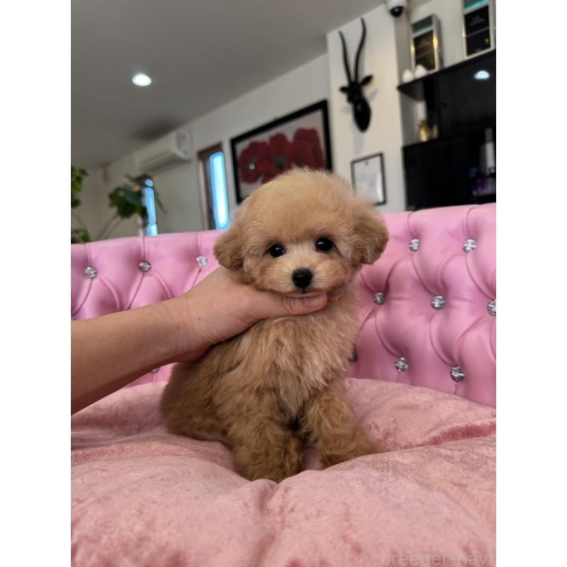 販売中の茨城県のタイニープードル-451244の2枚目