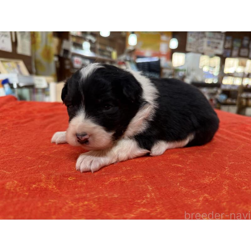 販売中の長野県のボーダーコリー-451247の6枚目