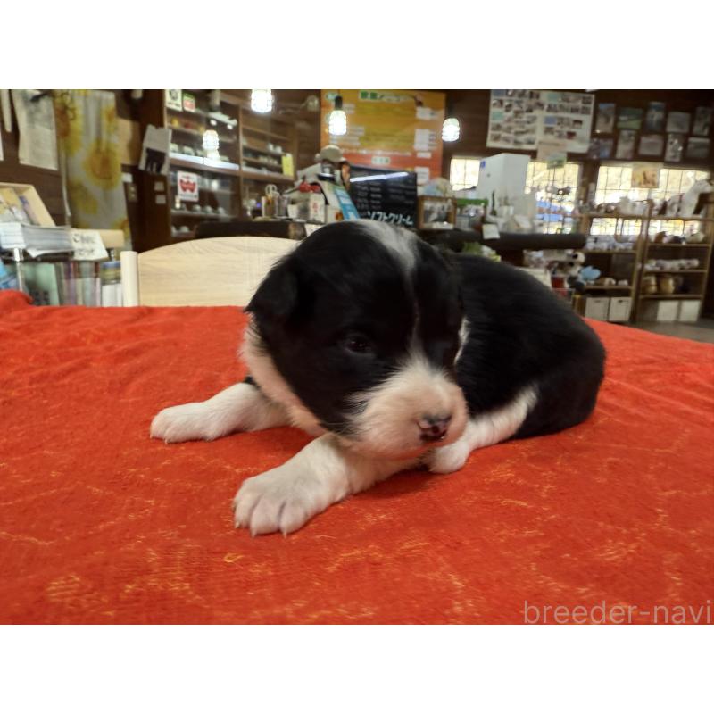 販売中の長野県のボーダーコリー-451247の5枚目