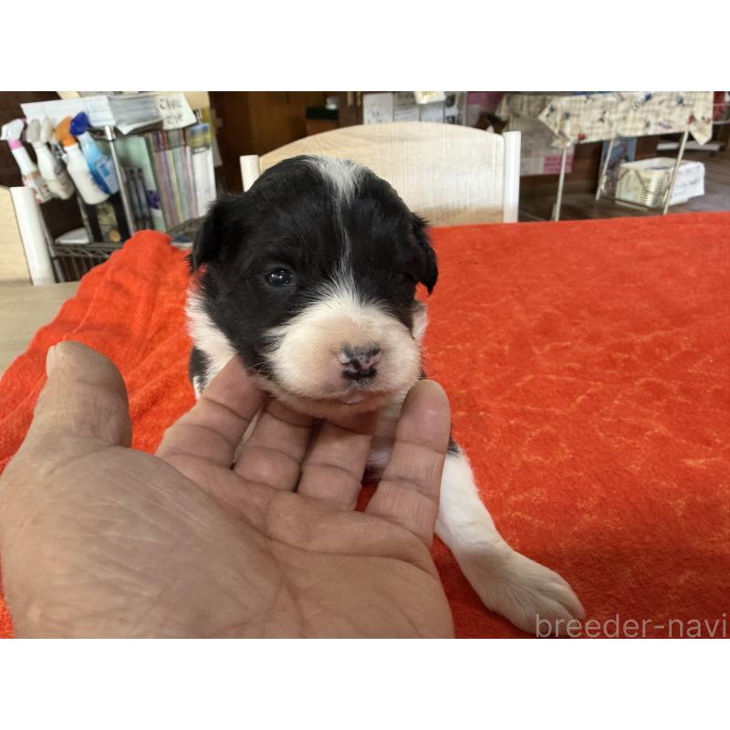 販売中の長野県のボーダーコリー-451247の4枚目