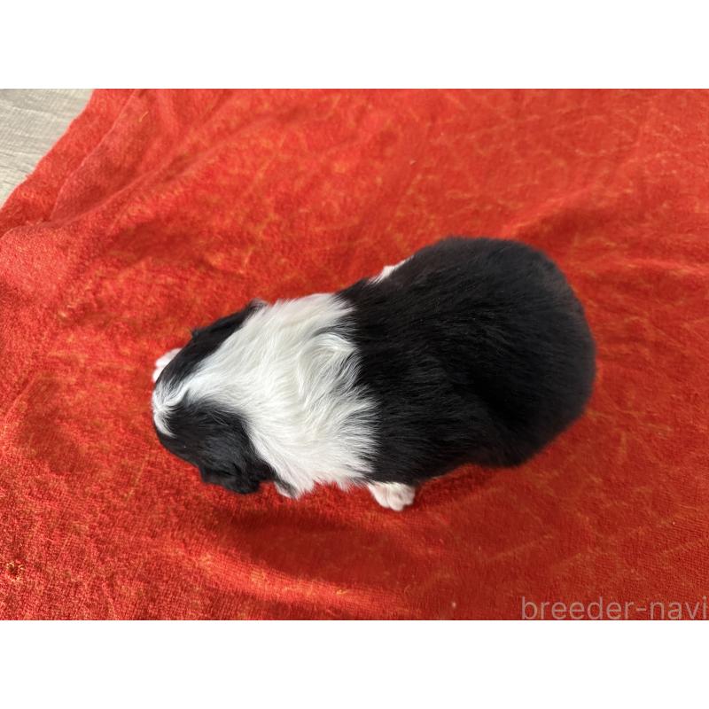 販売中の長野県のボーダーコリー-451247の3枚目