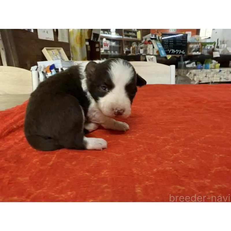 販売中の長野県のボーダーコリー-451250の7枚目