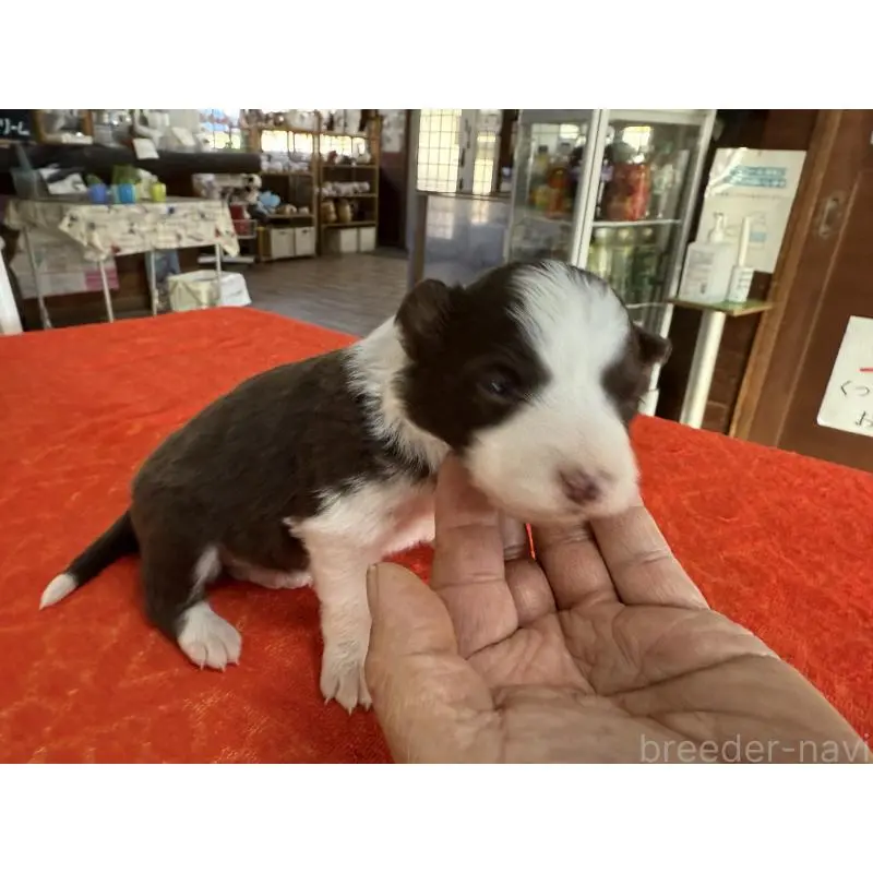 販売中の長野県のボーダーコリー-451250の5枚目