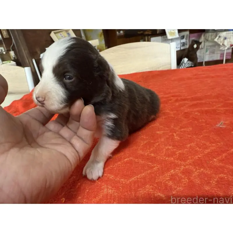 販売中の長野県のボーダーコリー-451250の4枚目