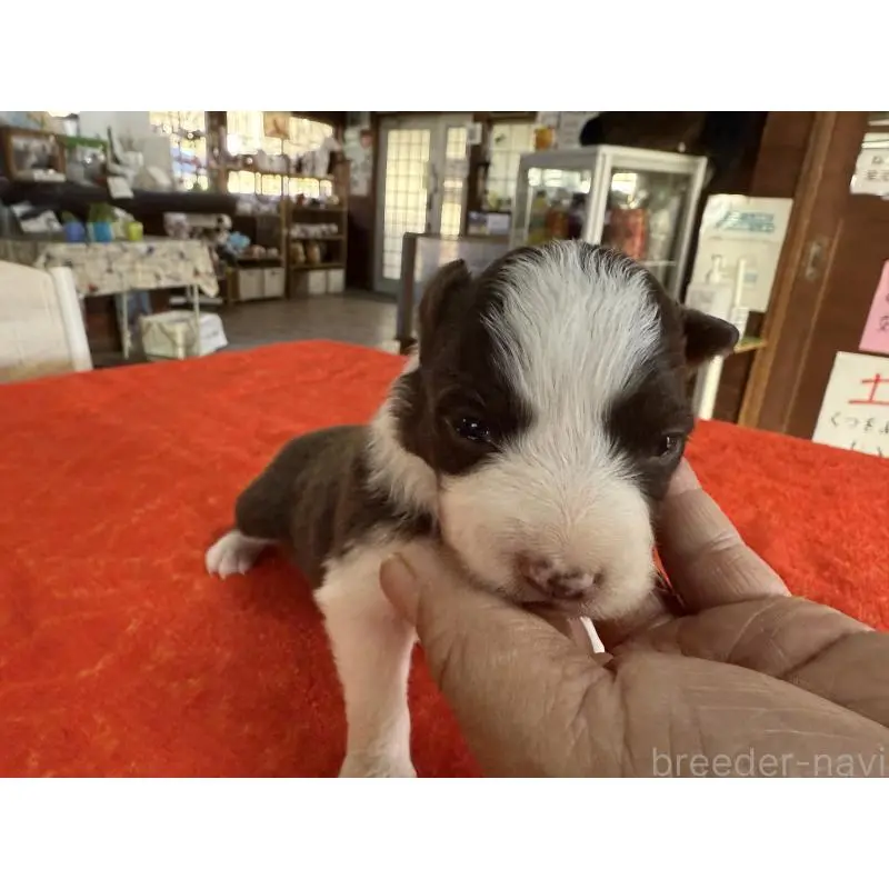 販売中の長野県のボーダーコリー-451250の3枚目