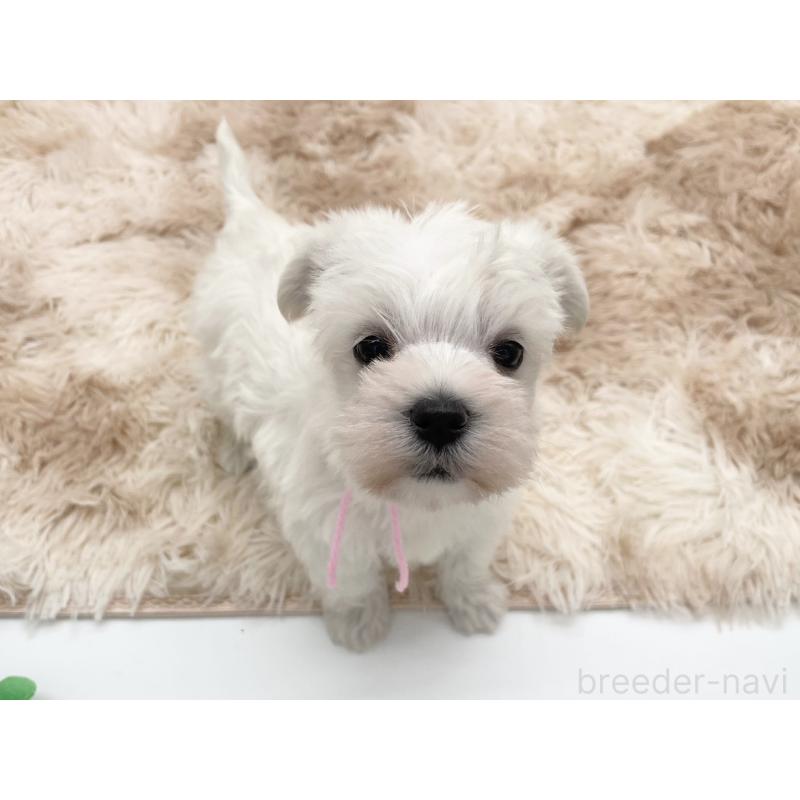 販売中の愛知県のマルシュナ:マルチーズ×ミニチュアシュナウザー-451251の1枚目