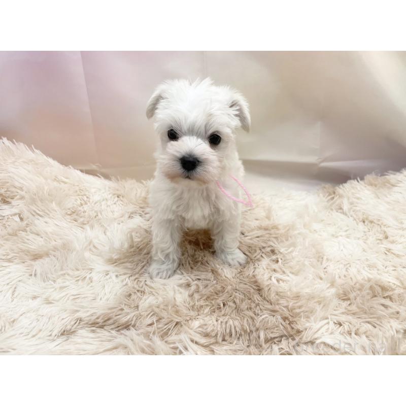 販売中の愛知県のマルシュナ:マルチーズ×ミニチュアシュナウザー-451251の7枚目