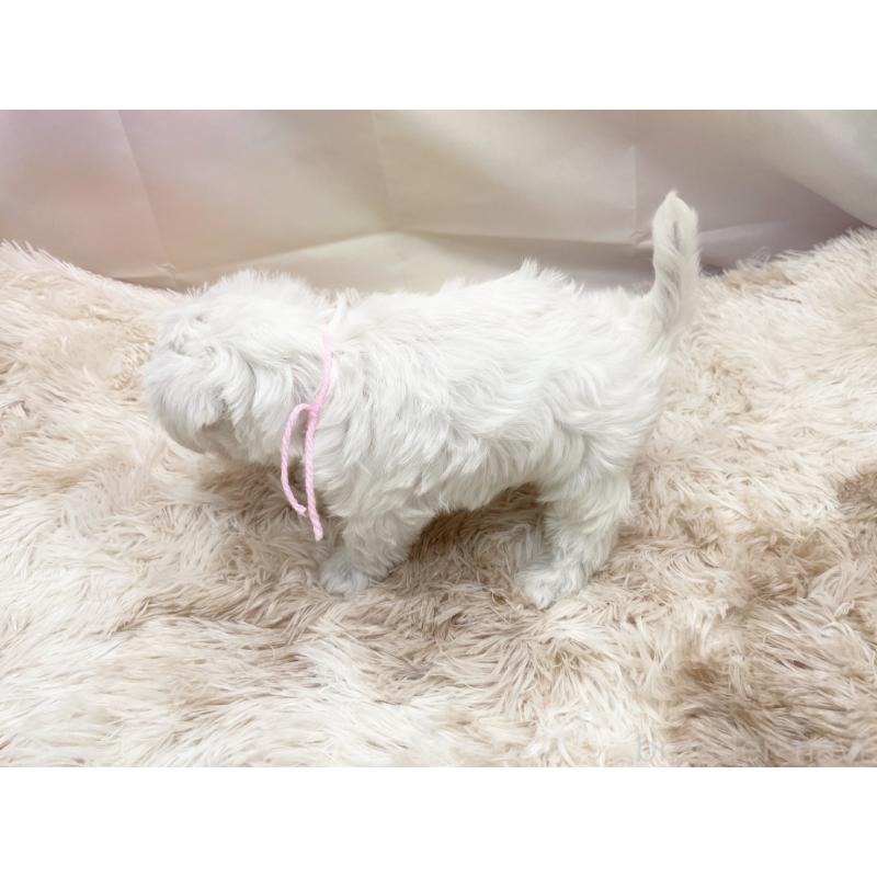 販売中の愛知県のマルシュナ:マルチーズ×ミニチュアシュナウザー-451251の6枚目