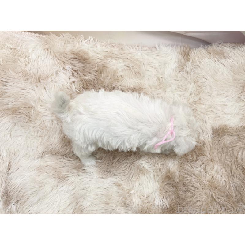 販売中の愛知県のマルシュナ:マルチーズ×ミニチュアシュナウザー-451251の5枚目