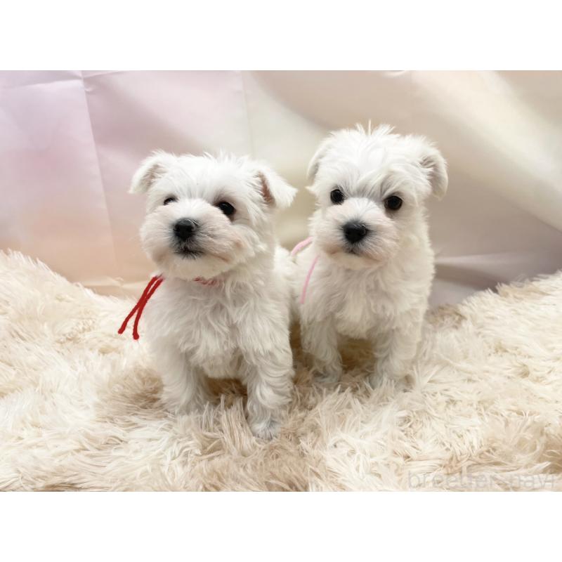 販売中の愛知県のマルシュナ:マルチーズ×ミニチュアシュナウザー-451251の4枚目