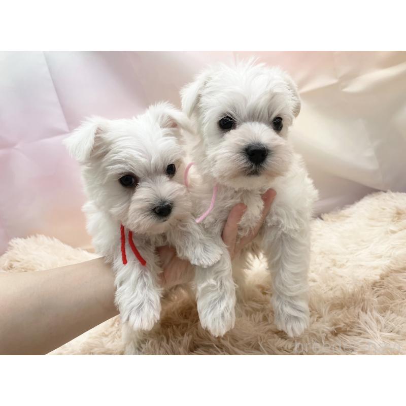 販売中の愛知県のマルシュナ:マルチーズ×ミニチュアシュナウザー-451251の3枚目