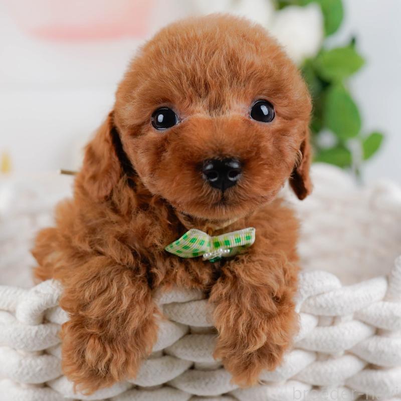 販売中の神奈川県のトイプードル-451255