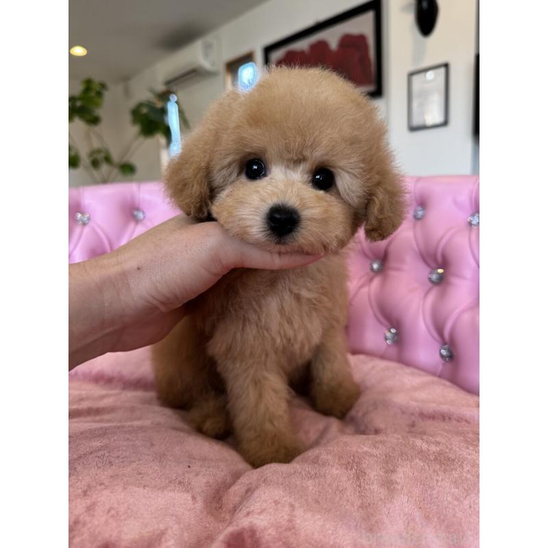 販売中の茨城県のタイニープードル-451257の14枚目