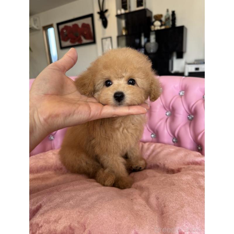 販売中の茨城県のタイニープードル-451257の13枚目