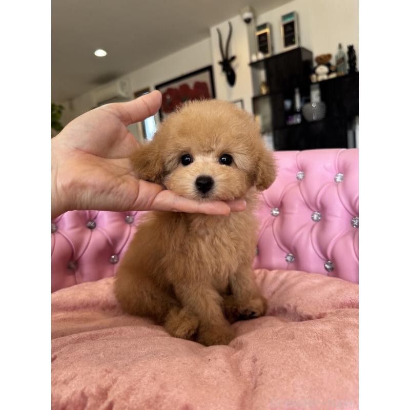 販売中の茨城県のタイニープードル-451257の12枚目