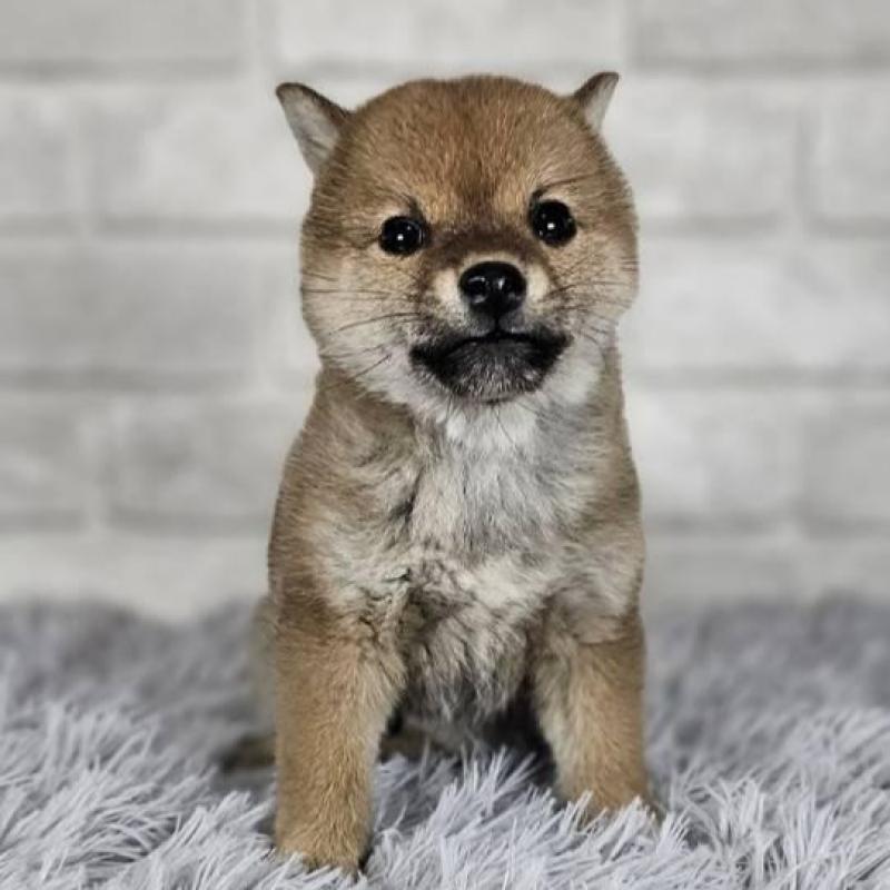 販売中の和歌山県の豆柴-451256の4枚目