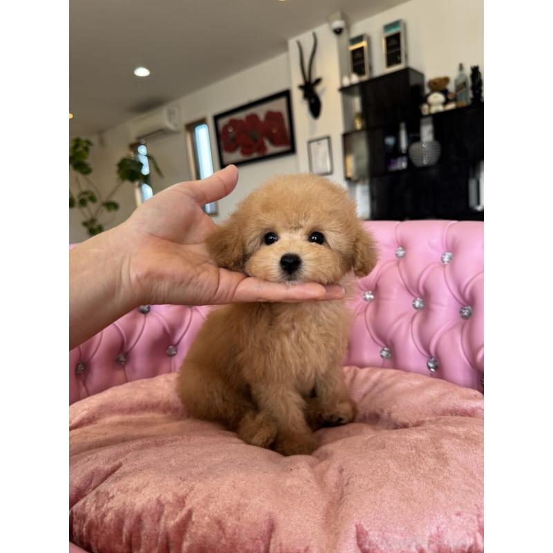 販売中の茨城県のタイニープードル-451257の11枚目