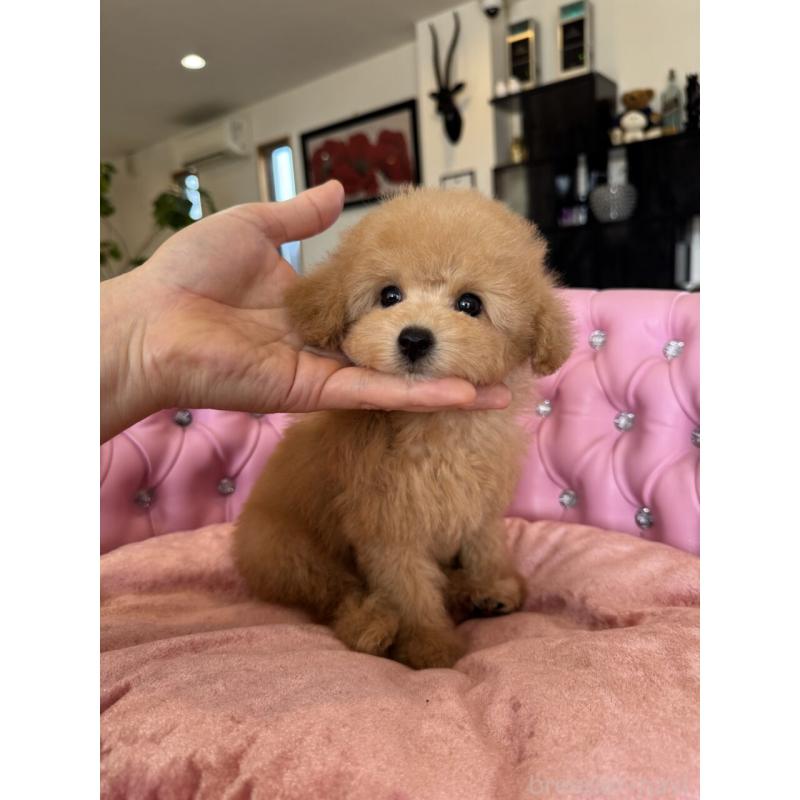 販売中の茨城県のタイニープードル-451257の10枚目